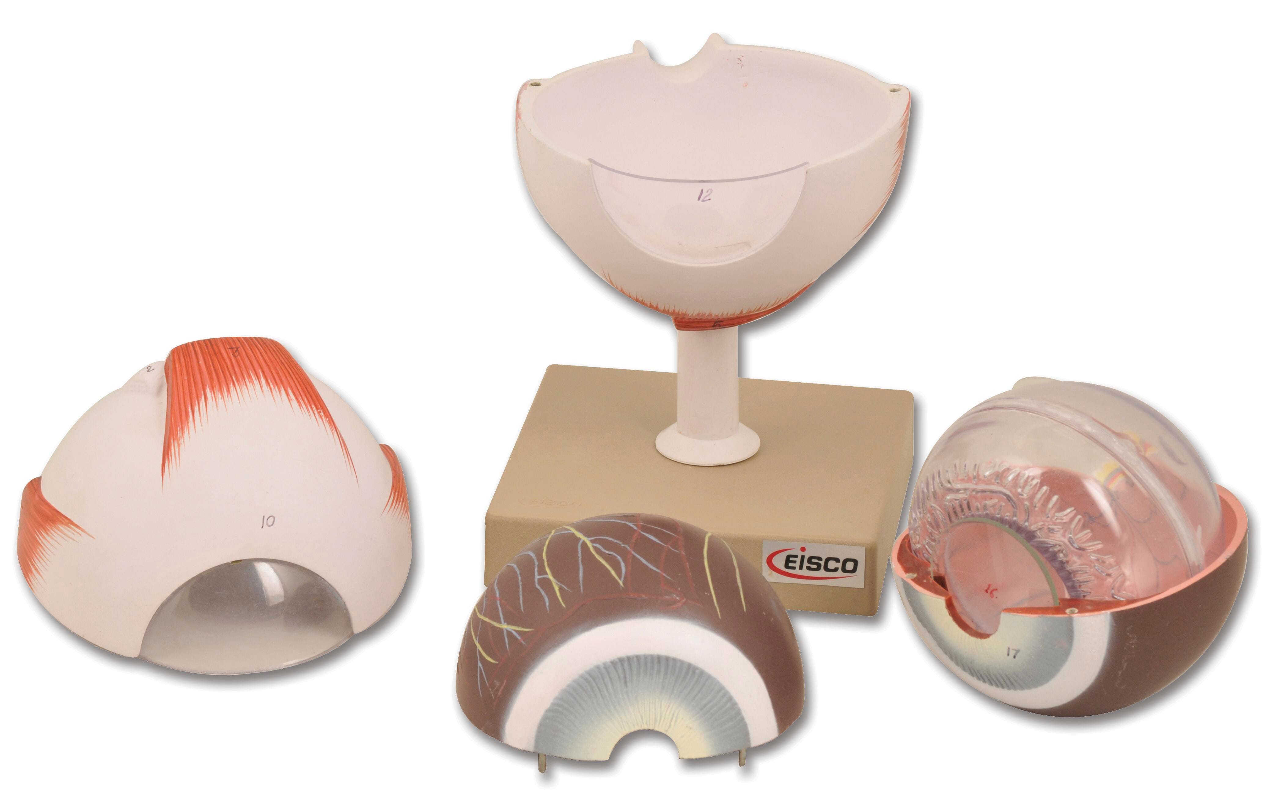 Lab and Anatomical Models, Item Number 1457397