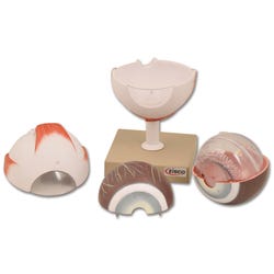 Lab and Anatomical Models, Item Number 1457397