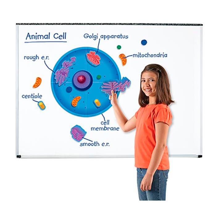 Learning Resources Giant Magnetic Animal Cell Model, 18 Pieces