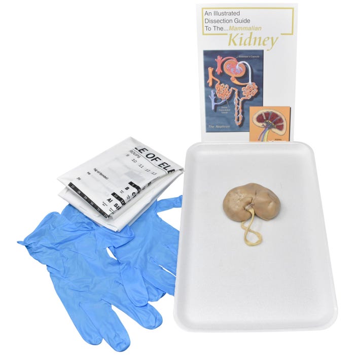Frey Scientific Choice Preserved Sheep Kidney without Dissection Tools