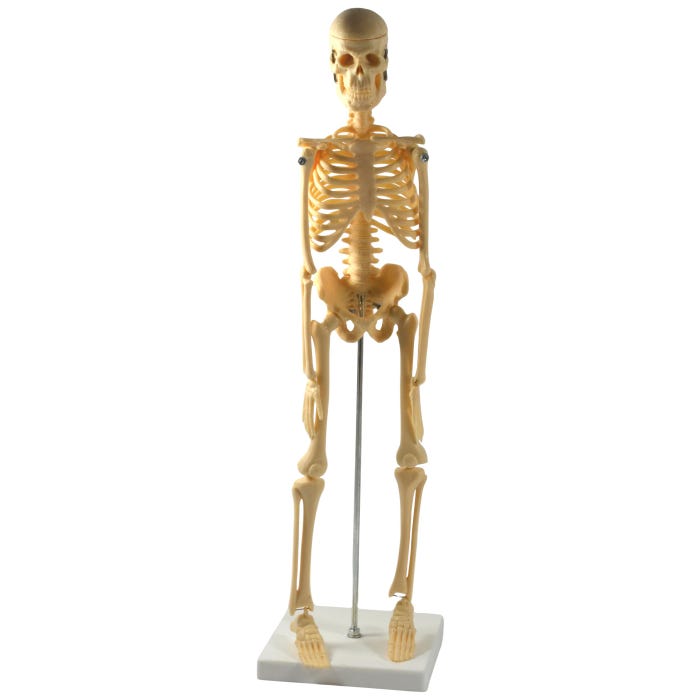 EISCO Miniature Skeleton on Stand