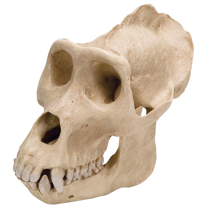 3B Scientific Gorilla Skull Model