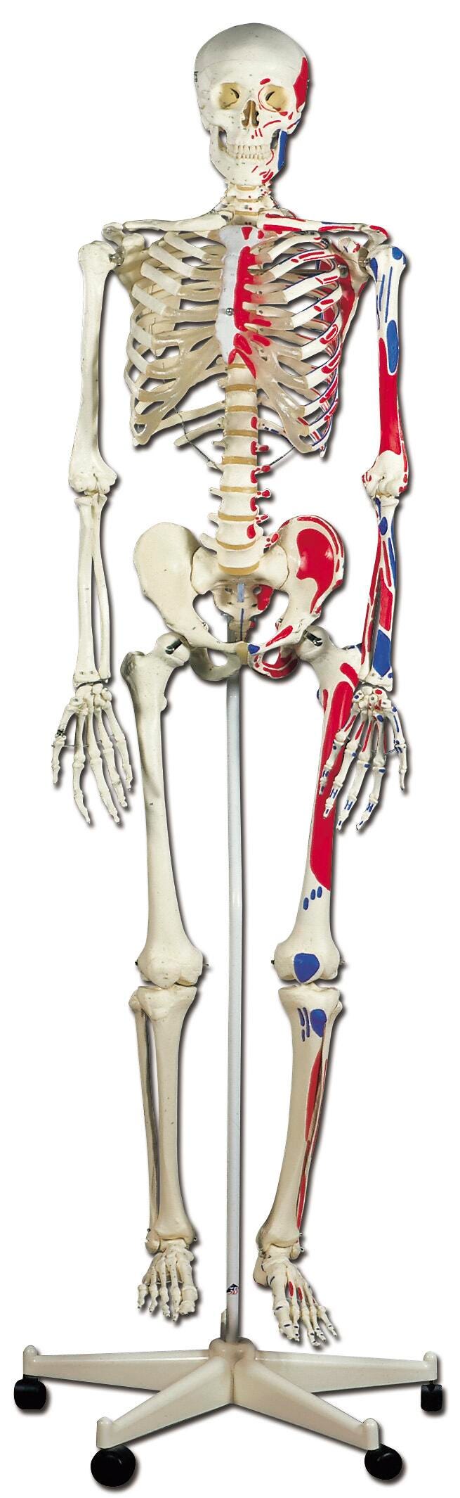 3B Scientific Human Skeleton Model with Muscle Origins and Inserts (Pelvic Mounted), Item Number 1319466