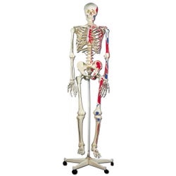3B Scientific Human Skeleton Model with Muscle Origins and Inserts (Pelvic Mounted), Item Number 1319466