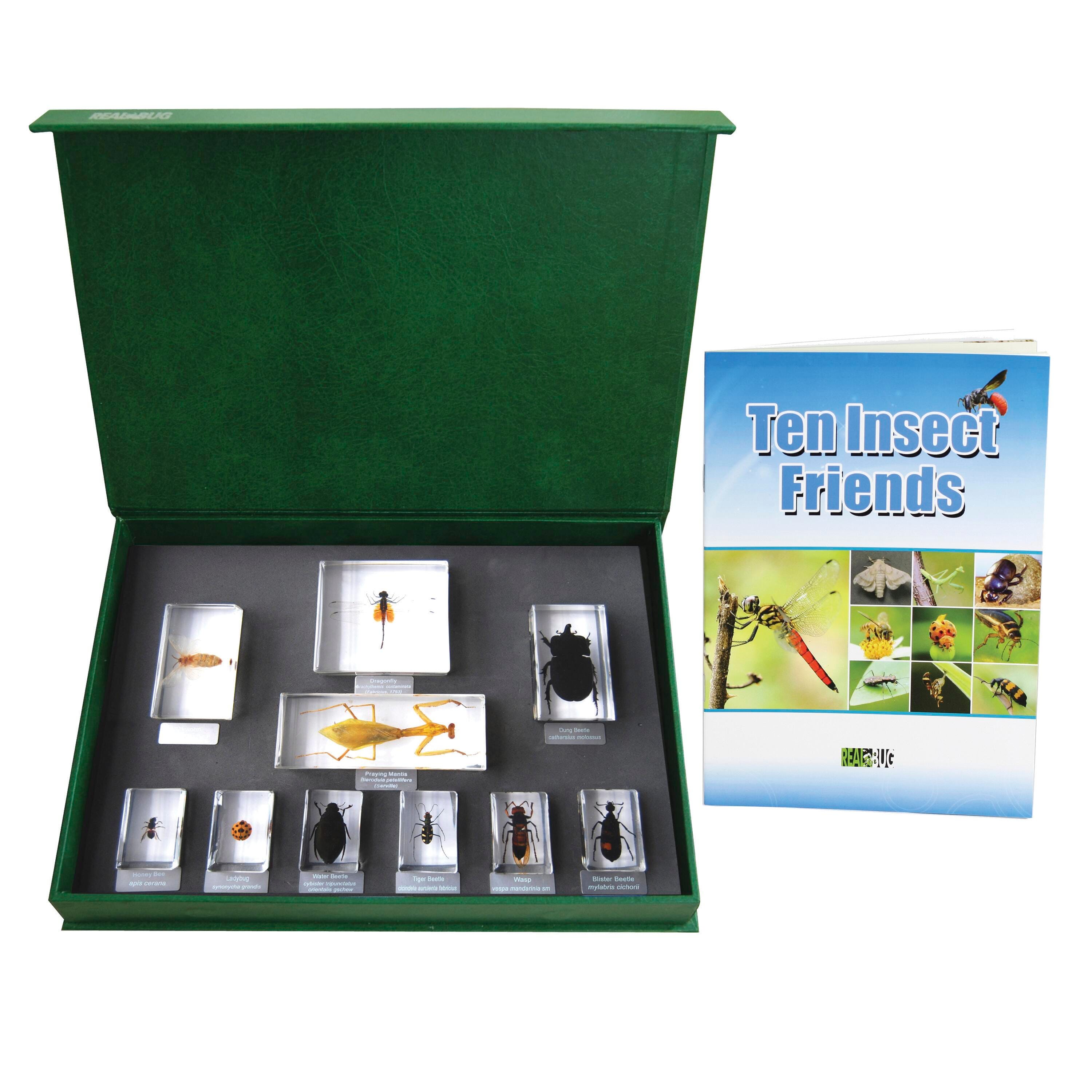 Zoology, Entomology, Item Number 1502394