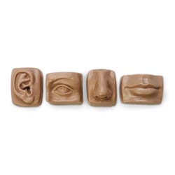 Nasco Life-Size Anatomical Facial Set, Brown/Tan, Set of 4
