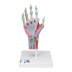 3B Scientific Hand Skeleton with Ligaments and Muscles Model, Item Number 2091094