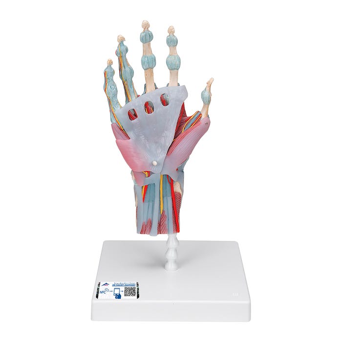 3B Scientific Hand Skeleton with Ligaments and Muscles