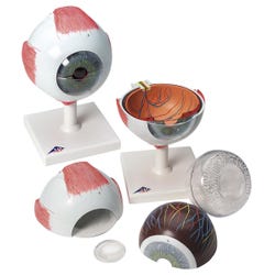 American 3B Scientific Giant Eye Model