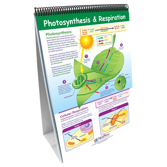 NewPath Learning Human Body Write-On/Wipe-Off Flip Chart Set, Grades 5 through 9