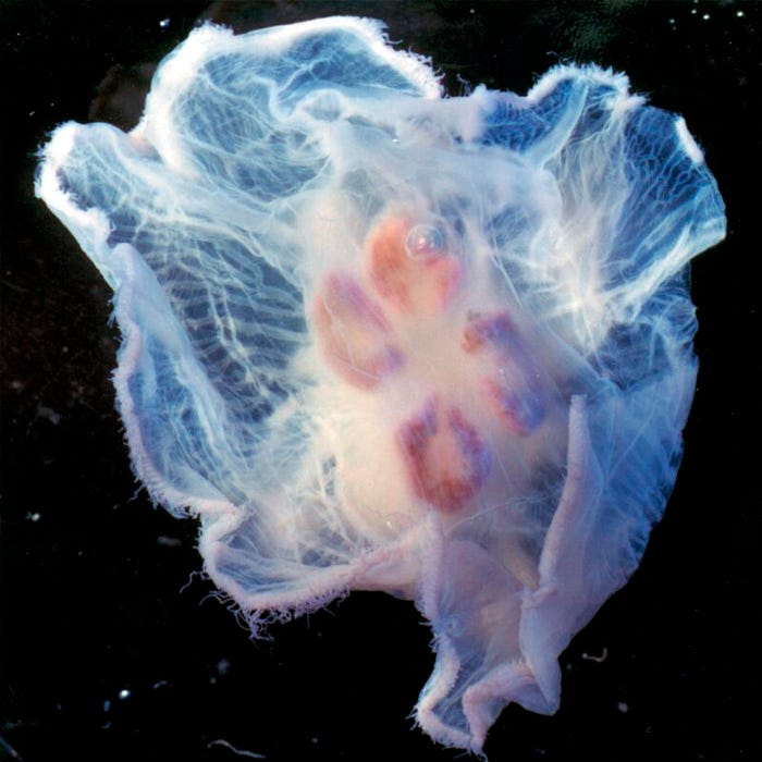 Frey Scientific Choice Preserved Jellyfish Aurelia, 3 to 5 Inches, Wet Pail Pack of 10