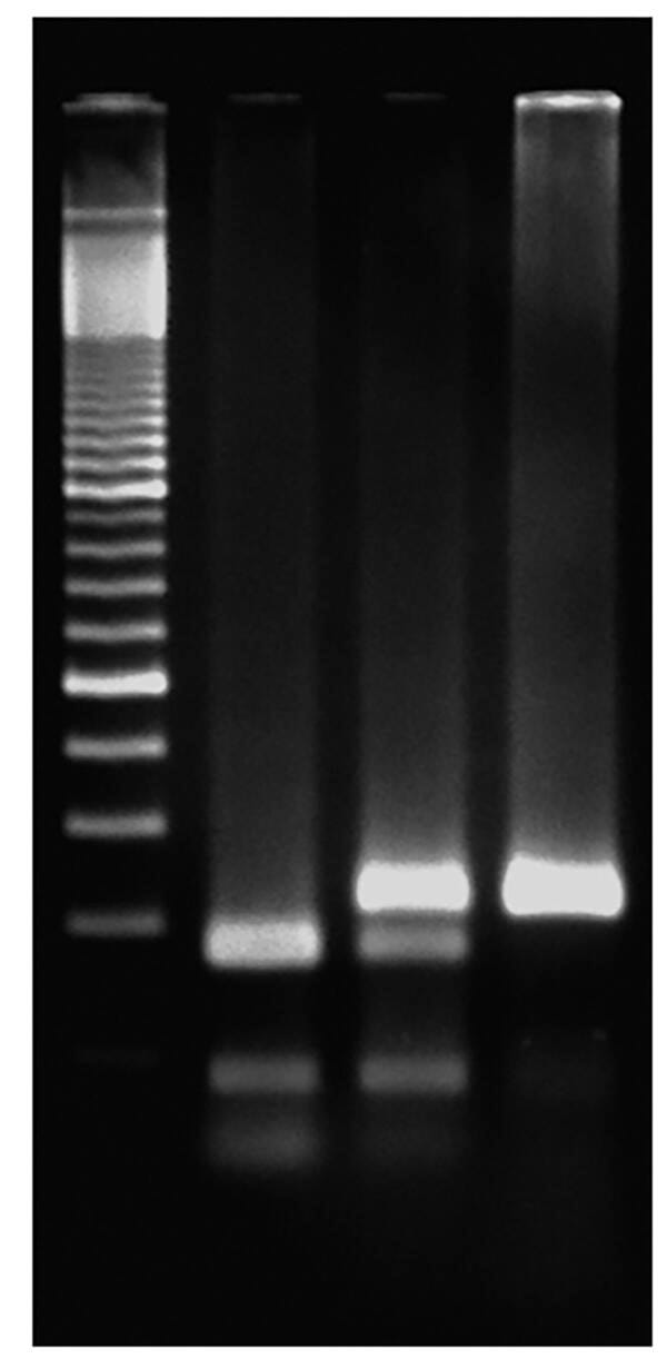 Exploring The Genetics Of Taste: SNP Analysis Of The PTC Gene Using PCR, Item Number 2104183