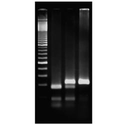 Exploring The Genetics Of Taste: SNP Analysis Of The PTC Gene Using PCR, Item Number 2104183