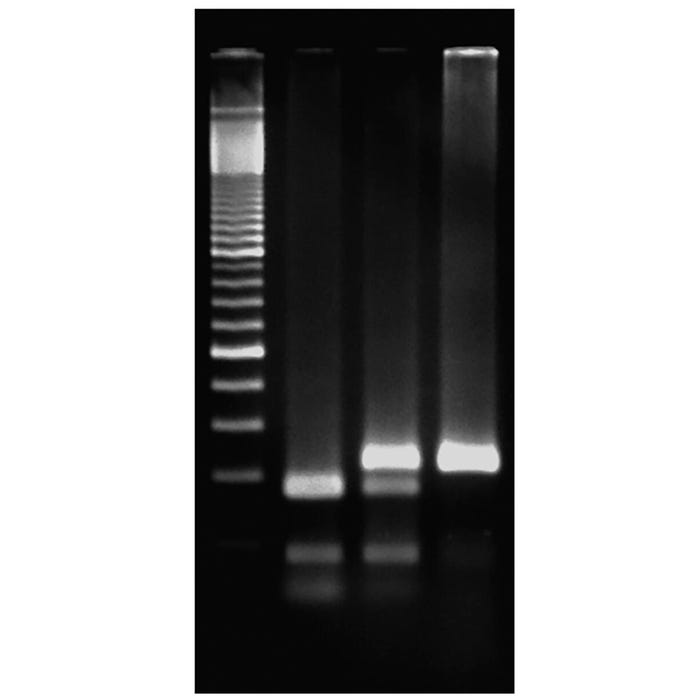 Edvotek Exploring The Genetics Of Taste: SNP Analysis Of The PTC Gene Using PCR
