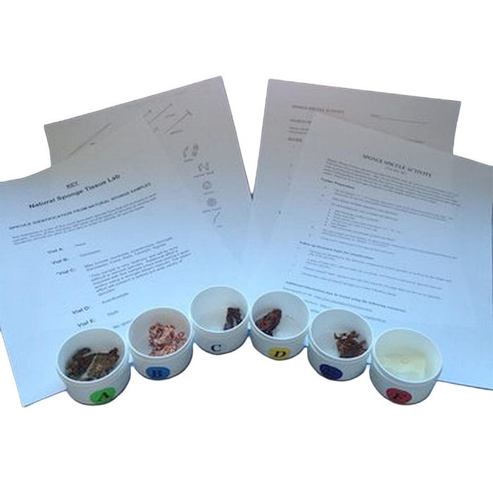 Leave Only Bubbles Sponge Spicule Lab Activity