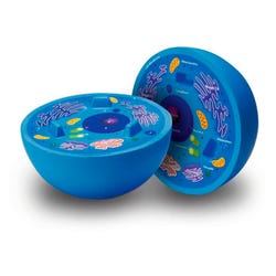 Learning Resources Cross-Section Animal Cell Model 087697