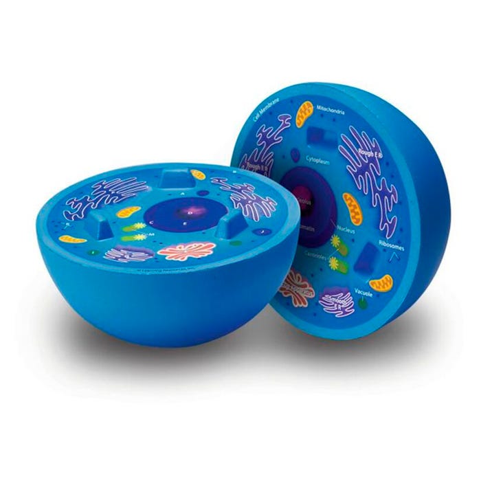 Learning Resources Cross-Section Animal Cell Model