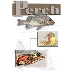 Frey Scientific Perch Dissection Paperback Mini-Guide, 24 Pages