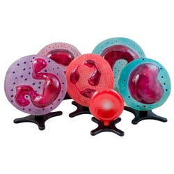 Science First Human Blood Cell Models, Set of 6