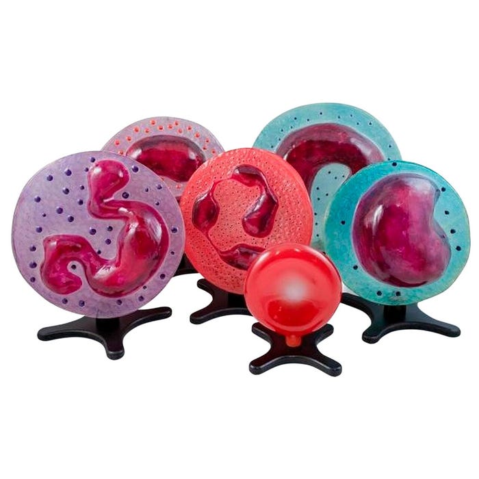 Science First Human Blood Cell Models, Set of 6