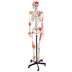 Eisco Labs Muscular Skeleton, Flexible, Muscle Origin & Insertions, Ligaments, Item Number 2040015