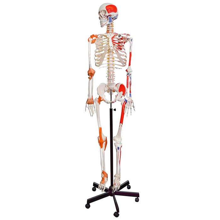 Eisco Labs Muscular Skeleton, Flexible, Muscle Origin & Insertions, Ligaments