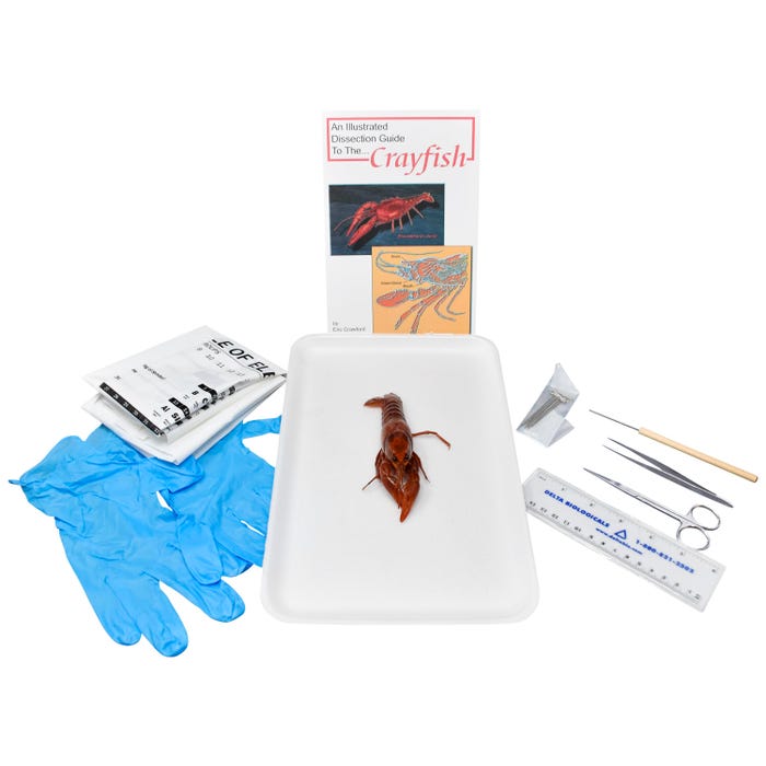 Frey Scientific Choice Preserved Crayfish Dissection Kit without Dissection Tools, 4+ Inches