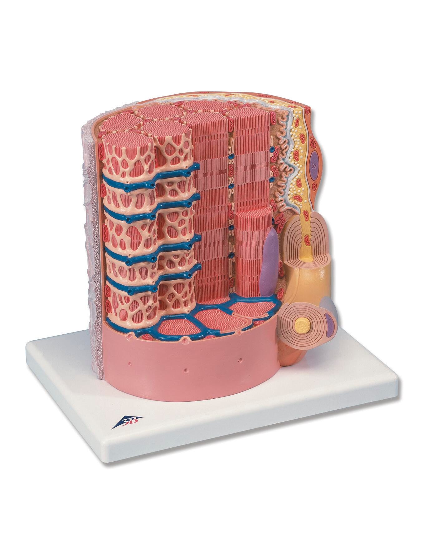 Anatomy & Physiology Books, Models Supplies, Item Number 1459213