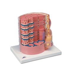 Anatomy & Physiology Books, Models Supplies, Item Number 1459213