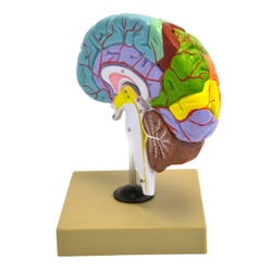 Lab and Anatomical Models, Item Number 2006683