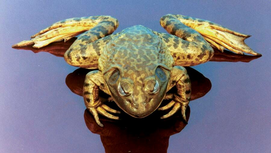 Image for Frey Scientific Choice Preserved Bull Frog, Single Injected, 6 to 7 Inches, Vacuum Sealed from School Specialty