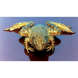 Frey Scientific Choice Preserved Bull Frog, Single Injected, 6 to 7 Inches, Vacuum Sealed