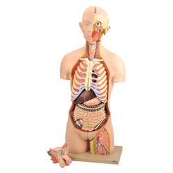 Eisco Labs Dual Sex Torso Model, Open Back, 28 Parts