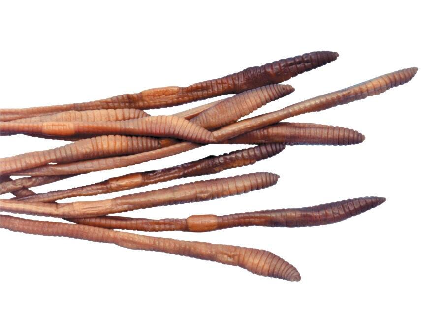 Frey Scientific Choice Preserved Earthworms, 8 to 10 Inches, Pack of 10, Item Number 572501