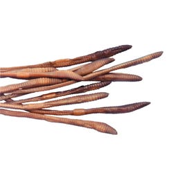 Frey Scientific Choice Preserved Earthworms, 8 to 10 Inches, Pack of 10, Item Number 572501
