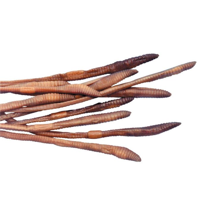 Frey Scientific Choice Preserved Earthworms, Plain Injected, Over 10 Inches, Pack of 10