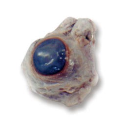 Frey Scientific Choice Plain Injected Preserved Cow Eyes, Pack of 10, Item Number 596925