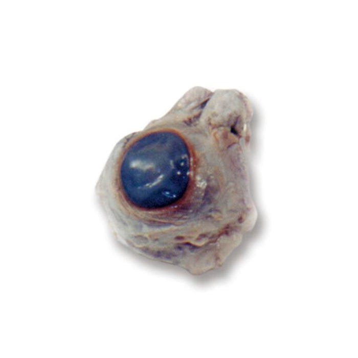 Frey Scientific Choice Preserved Cow Eye, Vacuum Sealed
