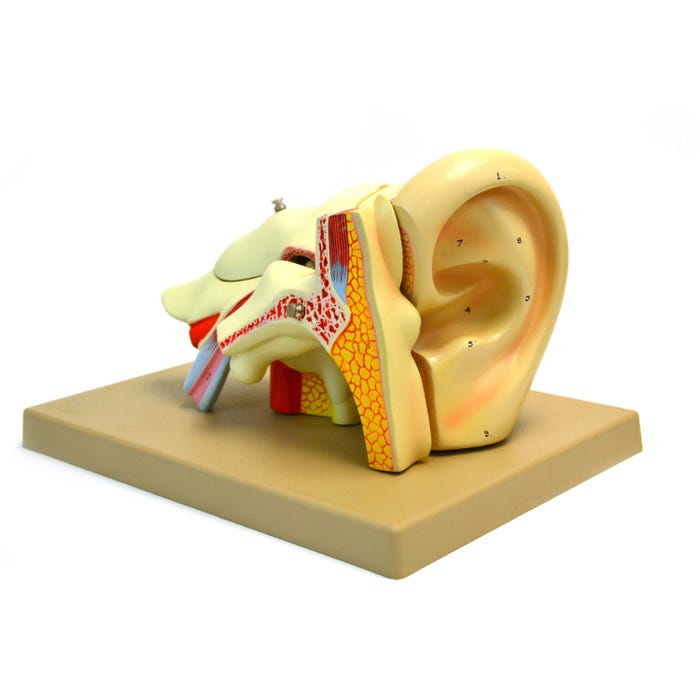 Eisco Human Ear Model - 4x Life Size - 5 Parts