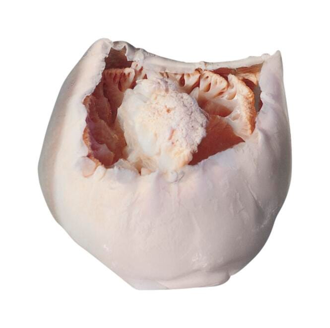 Image for Frey Scientific Choice Preserved Jellyfish, Extra Large, Pack of 10 from School Specialty