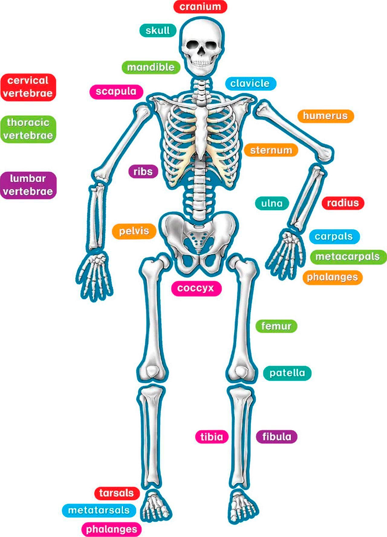 Image for Teacher Created Resources Human Magnetic Skeleton, 40 Pieces from School Specialty