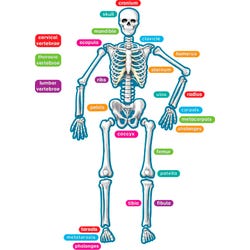 Teacher Created Resources Human Magnetic Skeleton, 40 Pieces