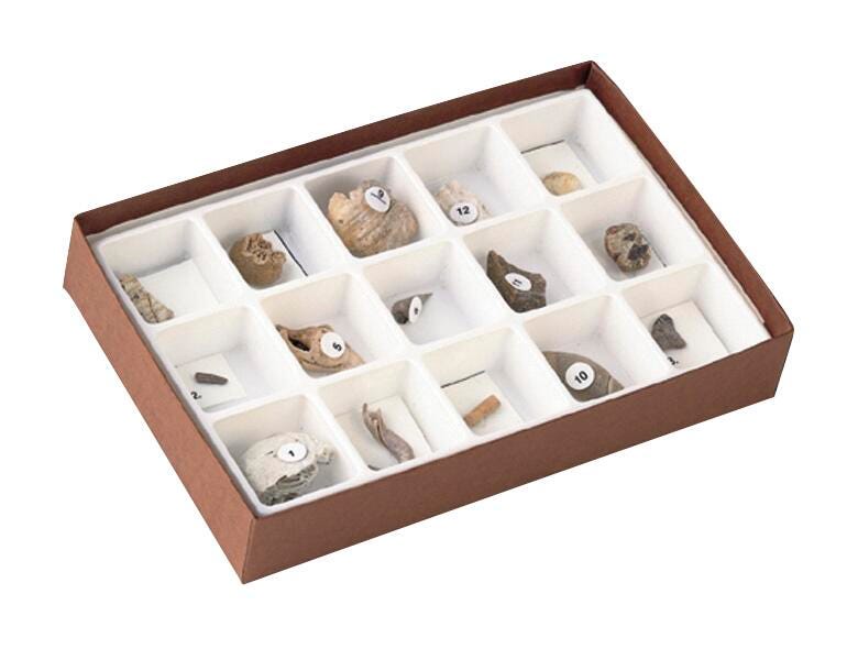Fossils, Geologic Time, Item Number 1293010