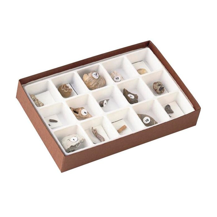 Geoscience Life of the Past Fossil Set, Cenozoic, Set of 15