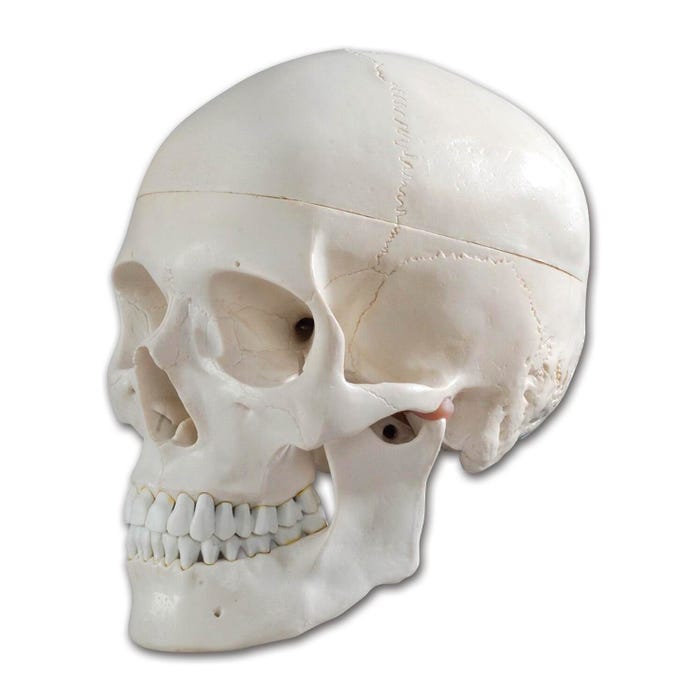 Eisco Human Adult Skull Model, 3 Pieces