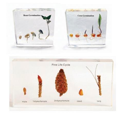 Frey Scientific Plant Life Cycle Specimen Blocks - Set of 3, Item Number 1290513