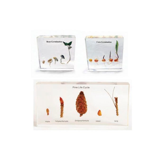 Frey Scientific Plant Life Cycle Specimen Blocks - Set of 3