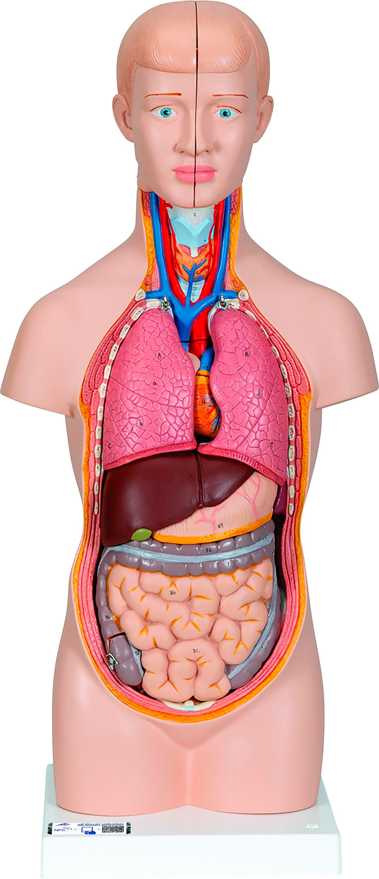 Lab and Anatomical Models, Item Number 1319473