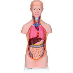 Lab and Anatomical Models, Item Number 1319473