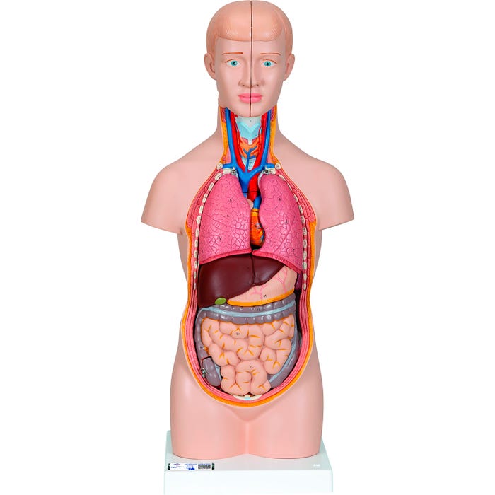 3B Scientific Mini Human Torso Model, 12 Part